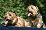 NORFOLK TERRIER 076